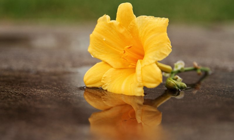 Обои макро, отражение, цветок, лилия, macro, reflection, flower, lily разрешение 2048x1365 Загрузить