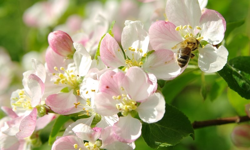 Обои цветение, макро, весна, яблоня, пчела, flowering, macro, spring, apple, bee разрешение 2000x1403 Загрузить