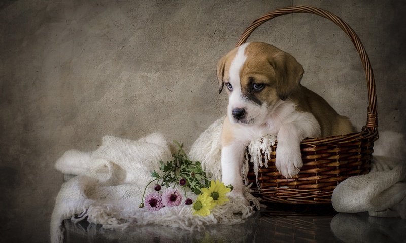 Обои цветы, собака, щенок, flowers, dog, puppy разрешение 2880x1908 Загрузить