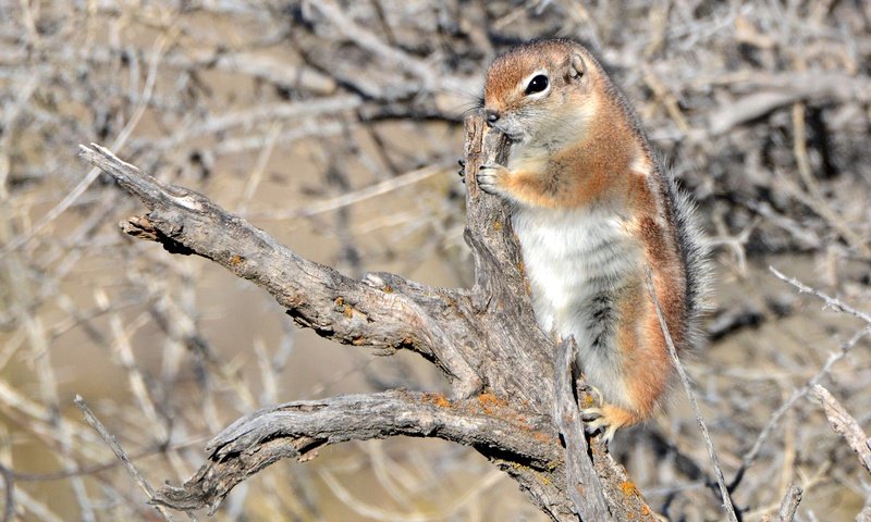 Обои коряга, суслик, белохвостый суслик, snag, gopher, white-tailed prairie dog разрешение 2880x1920 Загрузить