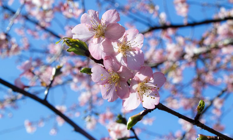 Обои небо, ветка, цветение, весна, the sky, branch, flowering, spring разрешение 4704x3136 Загрузить
