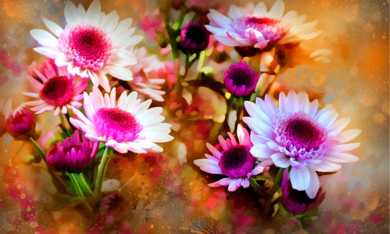 Обои цветы, природа, лепестки, весна, flowers, nature, petals, spring разрешение 1920x1257 Загрузить