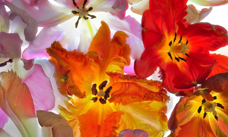 Обои макро, лепестки, тюльпаны, macro, petals, tulips разрешение 2048x1404 Загрузить