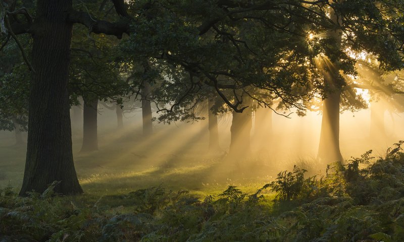 Обои свет, деревья, солнце, лес, папоротник, light, trees, the sun, forest, fern разрешение 2048x1365 Загрузить