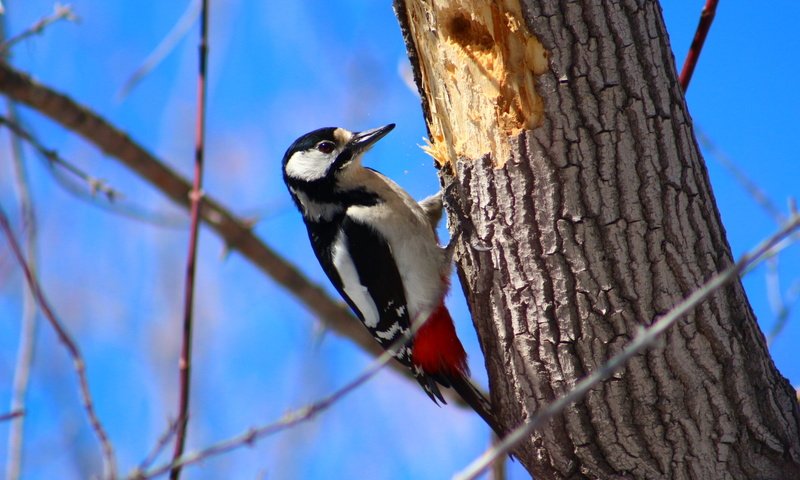 Обои дерево, птица, дятел, tree, bird, woodpecker разрешение 1920x1280 Загрузить