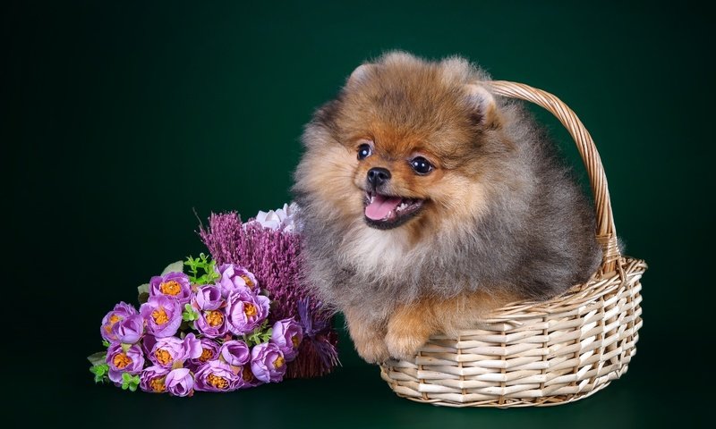 Обои щенок, корзина, шпиц, puppy, basket, spitz разрешение 3000x1975 Загрузить