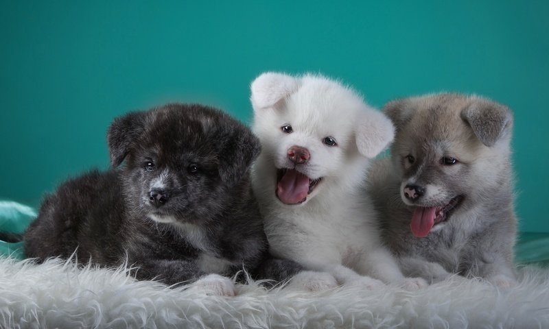 Обои щенки, забавные, трио, языки, японская акита, puppies, funny, trio, languages, japanese akita разрешение 3000x1865 Загрузить