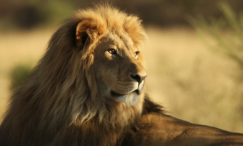 Обои африка, лев, львёнок, africa, leo, lion разрешение 2560x1600 Загрузить