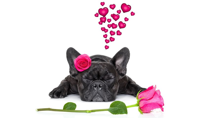 Обои розы, собака, сердце, французский бульдог, roses, dog, heart, french bulldog разрешение 6000x4000 Загрузить