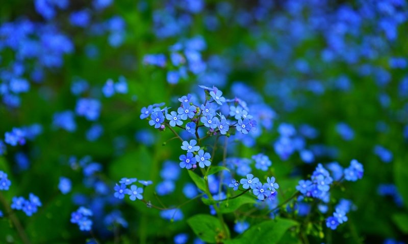 Обои цветы, листья, макро, лепестки, размытость, незабудки, синие, flowers, leaves, macro, petals, blur, forget-me-nots, blue разрешение 1920x1280 Загрузить