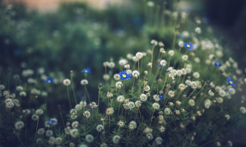 Обои цветы, природа, поле, лето, одуванчики, васильки, flowers, nature, field, summer, dandelions, cornflowers разрешение 3000x2000 Загрузить