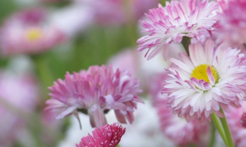 Обои цветы, розовый,  цветы, маргаритки, цветком, пинк, flowers, pink, daisy, flower разрешение 4608x3456 Загрузить