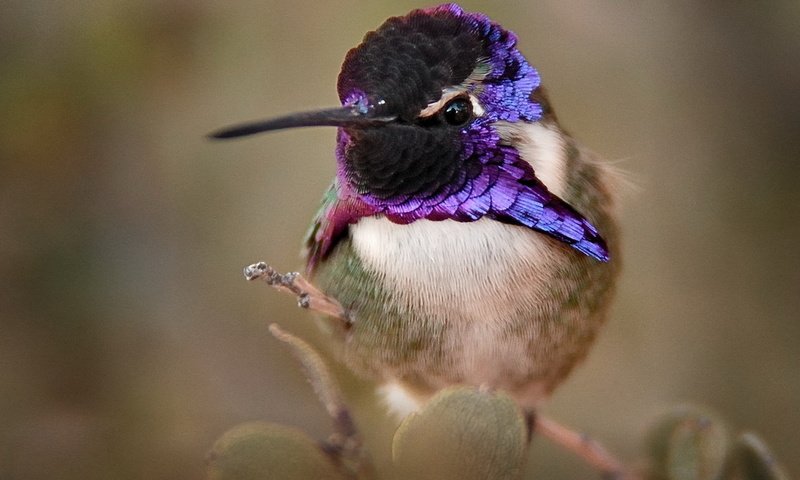 Обои птица, клюв, колибри, оперение, крупным планом, калипта коста, calypte costae, bird, beak, hummingbird, tail, closeup, calypte costa разрешение 1920x1342 Загрузить