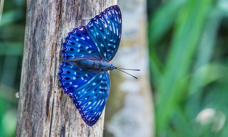 Обои природа, дерево, макро, насекомое, бабочка, синяя, dichorragia nesimachus, nature, tree, macro, insect, butterfly, blue разрешение 2048x1365 Загрузить