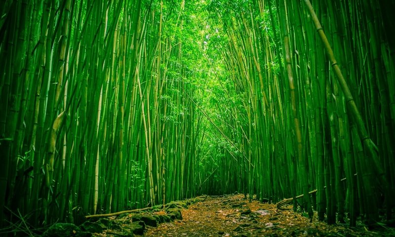 Обои природа, бамбук, бамбуковый лес, nature, bamboo, bamboo forest разрешение 1920x1080 Загрузить