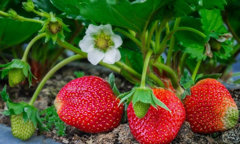 Обои листья, макро, клубника, ягоды, куст, leaves, macro, strawberry, berries, bush разрешение 2048x1365 Загрузить