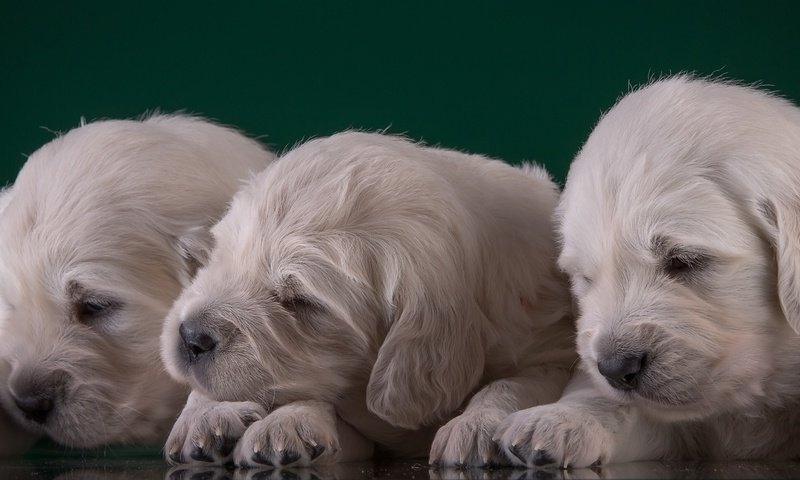 Обои щенки, малыши, трио, золотистый ретривер, puppies, kids, trio, golden retriever разрешение 3000x1667 Загрузить