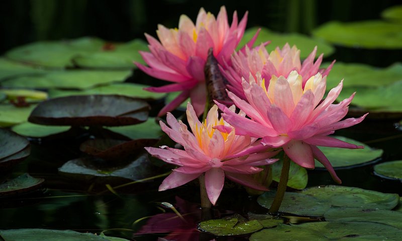 Обои лилия, розовая, водяная, нимфея, lily, pink, water, nymphaeum разрешение 2048x1370 Загрузить