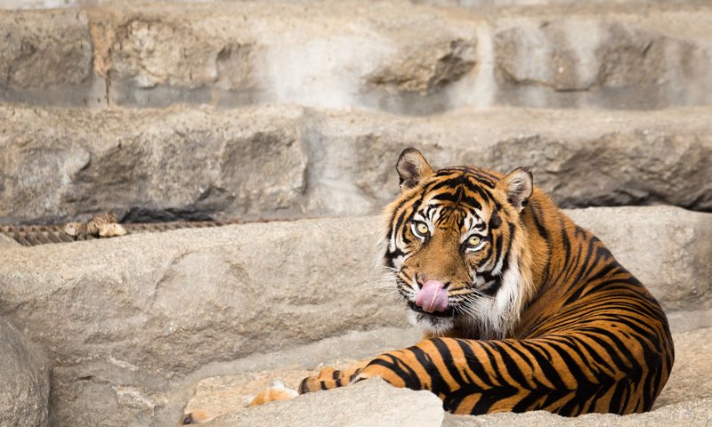 Обои тигр, кошка, взгляд, язык, суматранский, tiger, cat, look, language, sumatran разрешение 3000x2000 Загрузить