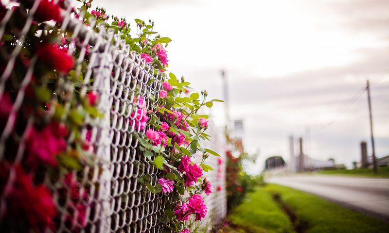 Обои цветы, фон, забор, flowers, background, the fence разрешение 2048x1365 Загрузить
