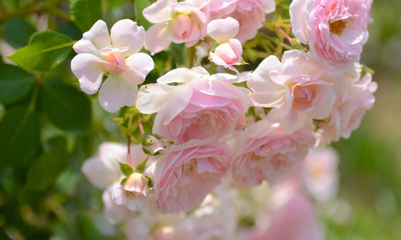 Обои макро, розы, лепестки, бутончики, macro, roses, petals, buds разрешение 2048x1356 Загрузить