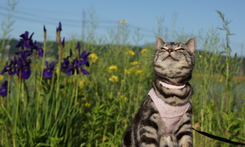 Обои фон, лето, кошка, прогулка, background, summer, cat, walk разрешение 4814x3209 Загрузить