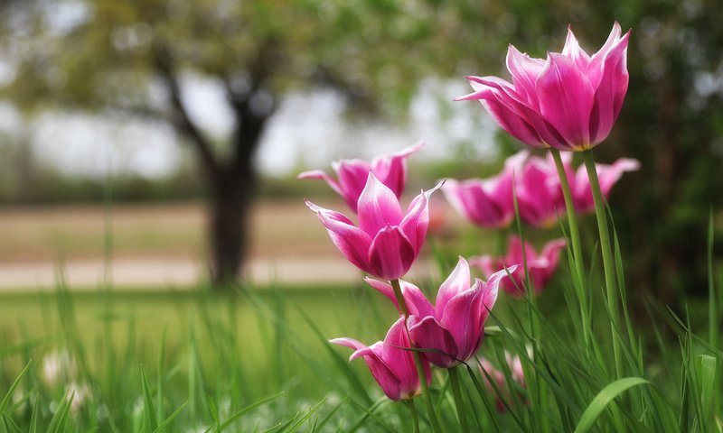 Обои природа, тюльпаны, боке, nature, tulips, bokeh разрешение 2048x1365 Загрузить