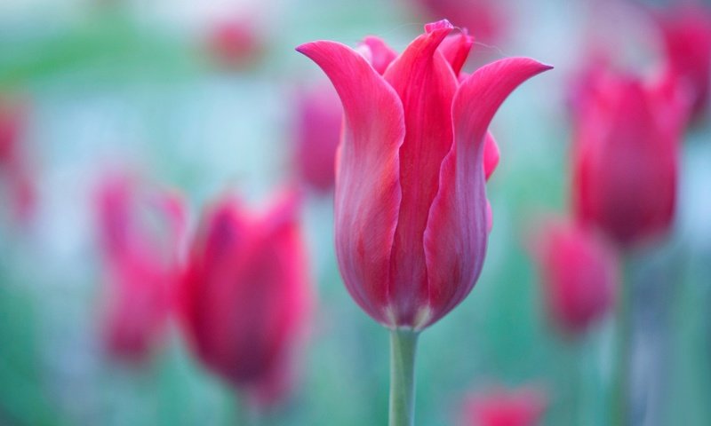 Обои макро, лепестки, краски, тюльпан, macro, petals, paint, tulip разрешение 4288x2848 Загрузить