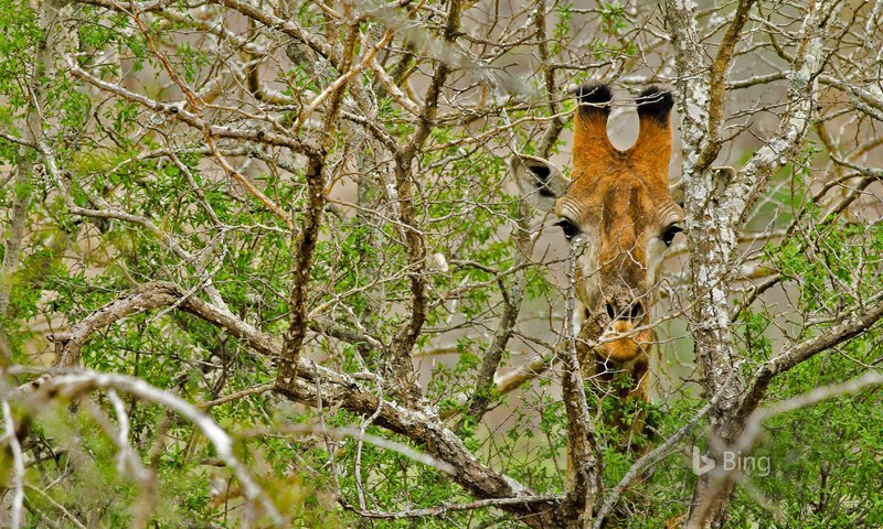 Обои дерево, ветки, африка, жираф, tree, branches, africa, giraffe разрешение 1920x1200 Загрузить