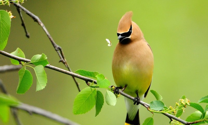 Обои птица, bird разрешение 1920x1080 Загрузить