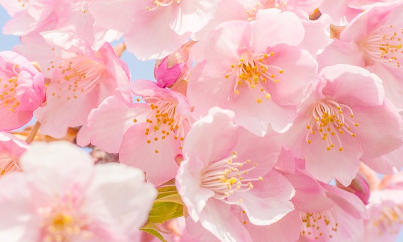 Обои цветы, цветение, макро, весна, вишня, flowers, flowering, macro, spring, cherry разрешение 1920x1282 Загрузить