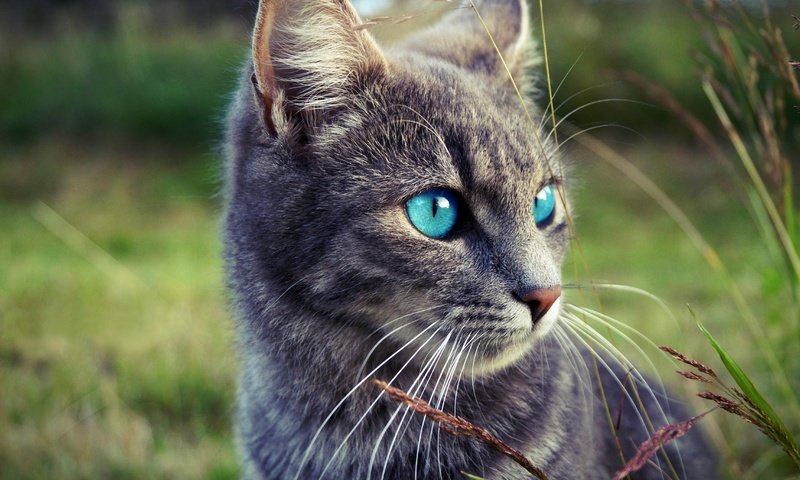 Обои глаза, морда, трава, природа, кот, кошка, взгляд, серый, eyes, face, grass, nature, cat, look, grey разрешение 2880x1917 Загрузить