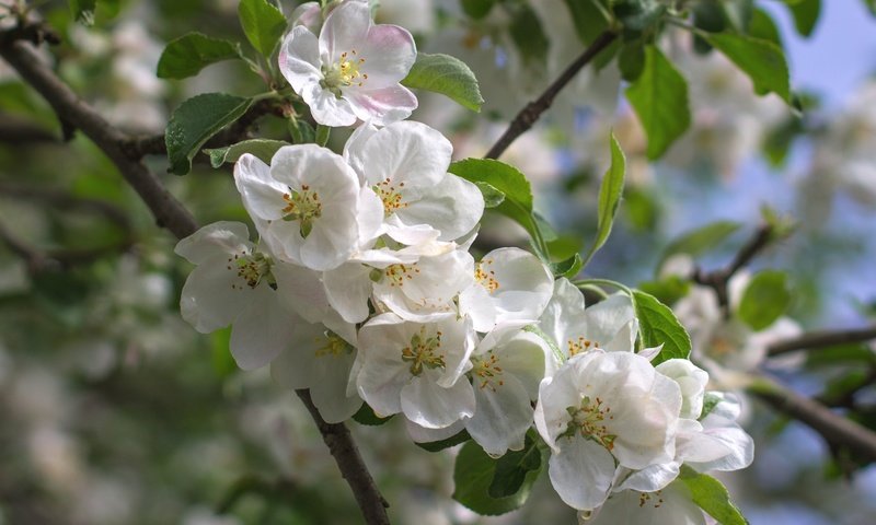 Обои дерево, весна, яблоня, tree, spring, apple разрешение 2400x1600 Загрузить