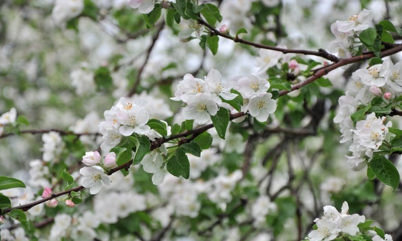 Обои дерево, ветки, весна, яблоня, tree, branches, spring, apple разрешение 3000x1993 Загрузить