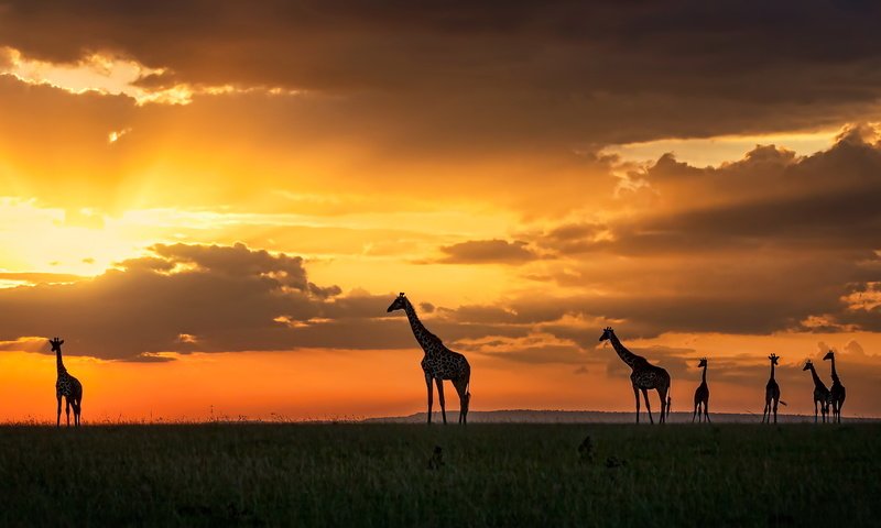 Обои закат, жирафы, кения, масаи мара, sunset, giraffes, kenya, masai mara разрешение 3200x1696 Загрузить