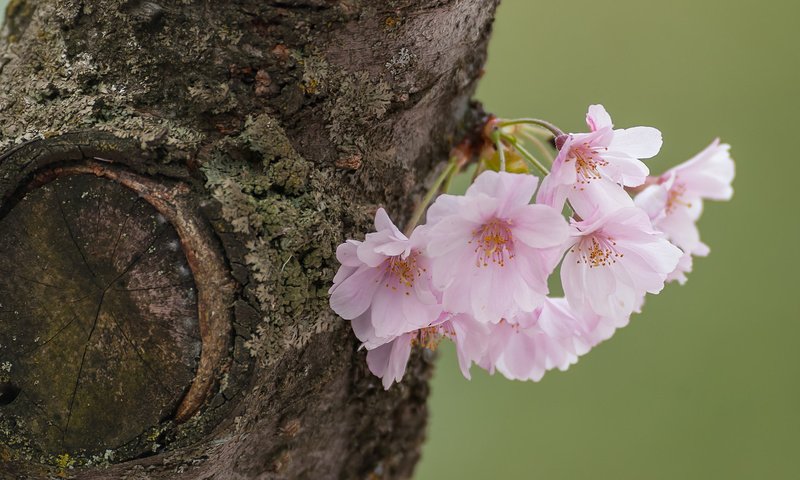 Обои дерево, макро, вишня, сакура, цветки, tree, macro, cherry, sakura, flowers разрешение 2048x1293 Загрузить