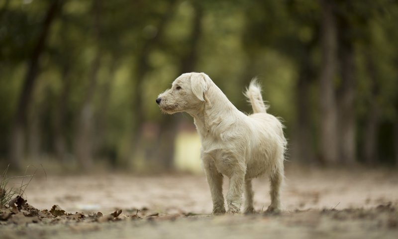 Обои дорога, собака, животное, road, dog, animal разрешение 2048x1365 Загрузить