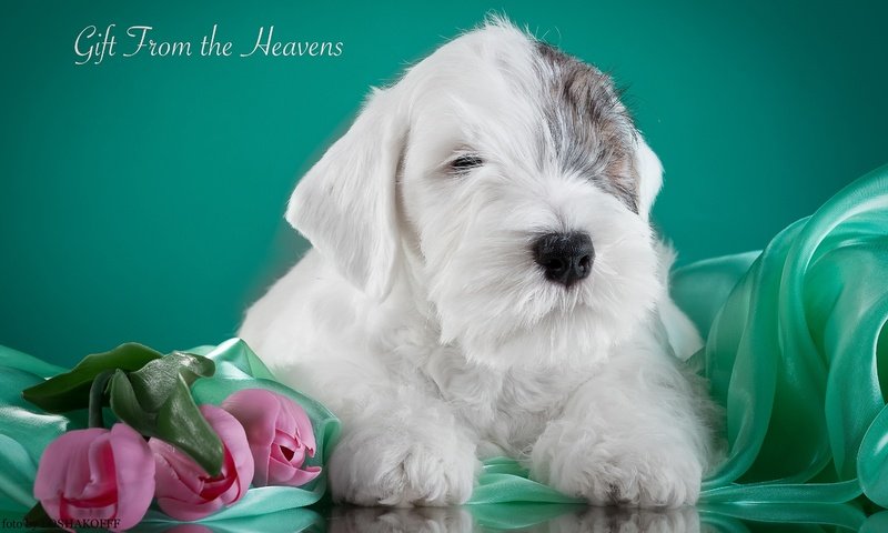 Обои щенок, тюльпаны, силихем-терьер, puppy, tulips, the sealyham terrier разрешение 3000x1841 Загрузить