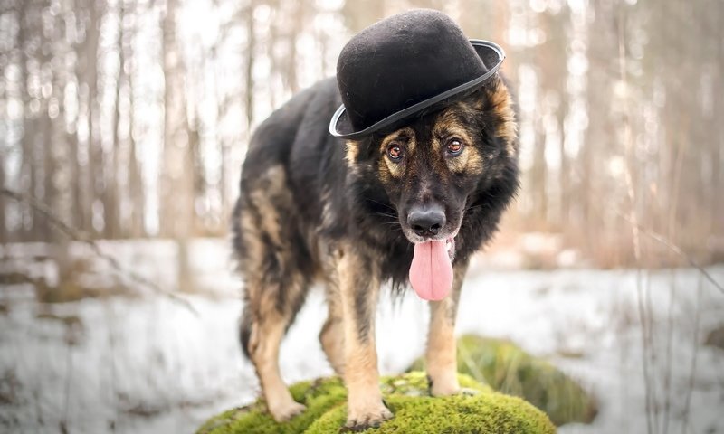 Обои взгляд, собака, друг, шляпа, овчарка, look, dog, each, hat, shepherd разрешение 2560x1618 Загрузить