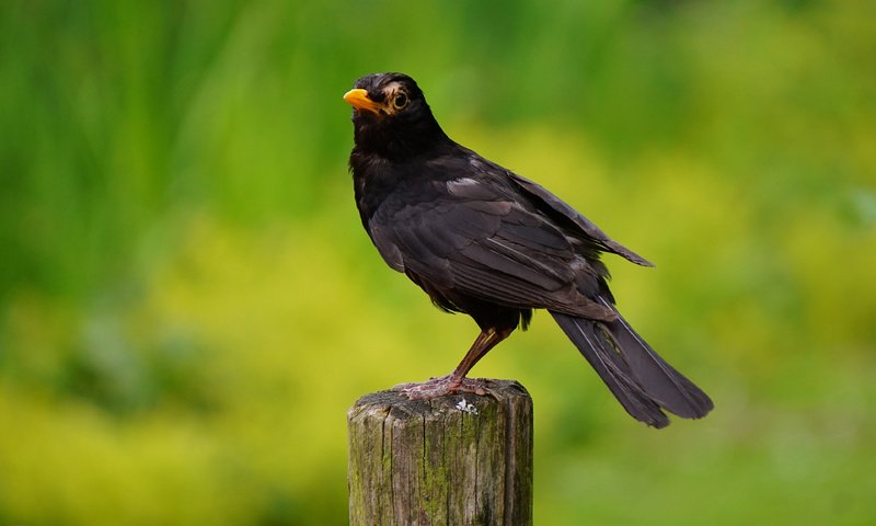 Обои черный, птица, дрозд, black, bird, thrush разрешение 3840x2400 Загрузить