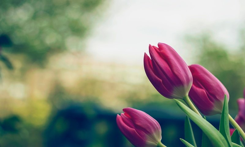 Обои цветы, боке, природа, тульпаны,  цветы, цветение, блум, поле, outdoors, красные, сад, тюльпаны, краcный, на природе, flowers, bokeh, nature, flowering, bloom, field, red, garden, tulips разрешение 2560x1440 Загрузить