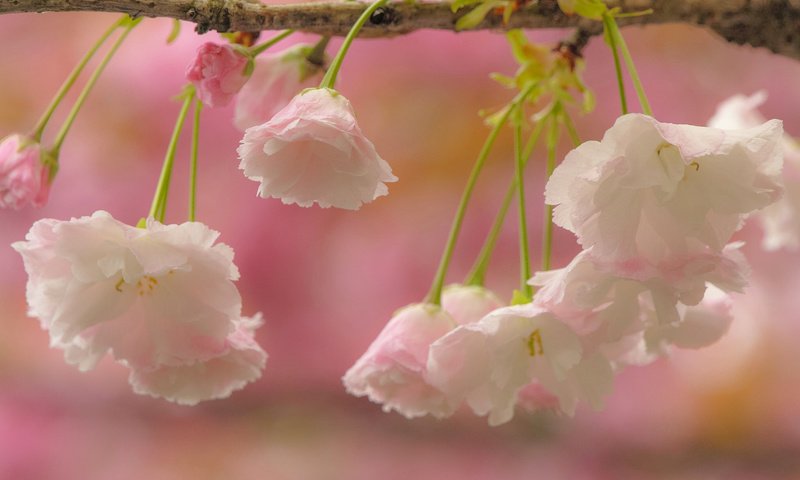 Обои цветы, ветка, цветение, макро, вишня, сакура, flowers, branch, flowering, macro, cherry, sakura разрешение 2048x1365 Загрузить