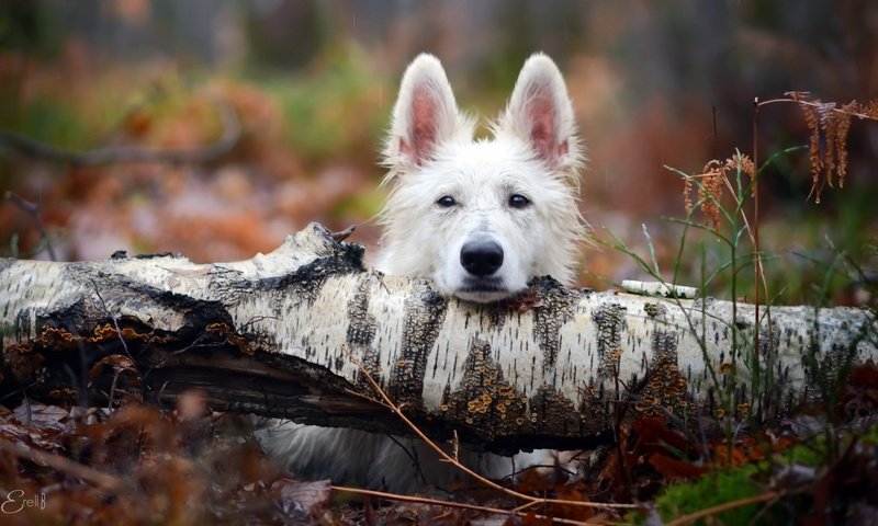 Обои дерево, взгляд, собака, tree, look, dog разрешение 2048x1193 Загрузить