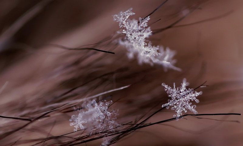Обои макро, снежинки, фон, macro, snowflakes, background разрешение 2048x1361 Загрузить