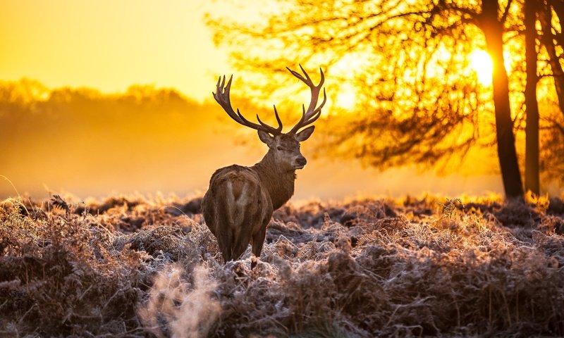 Обои лес, олень, закат, оленей, forest, deer, sunset разрешение 5416x3610 Загрузить