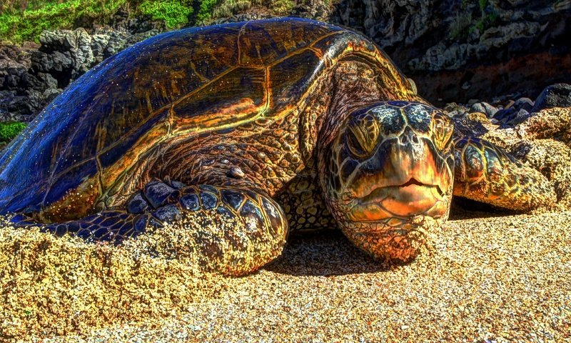 Обои песок, пляж, черепаха, гавайи, sand, beach, turtle, hawaii разрешение 4591x2575 Загрузить