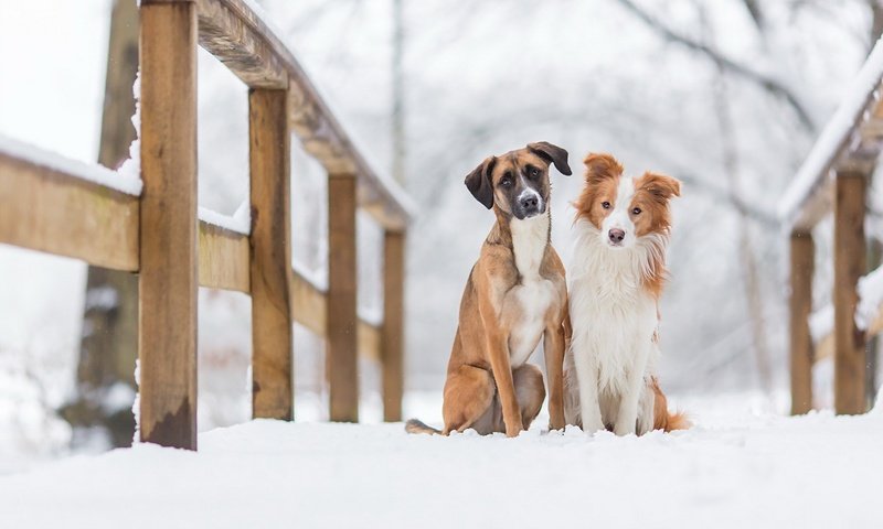Обои снег, зима, животные, мост, друзья, собаки, snow, winter, animals, bridge, friends, dogs разрешение 1920x1160 Загрузить