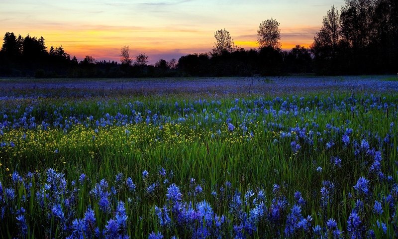 Обои небо, цветы, деревья, природа, зелень, закат, поле, луг, the sky, flowers, trees, nature, greens, sunset, field, meadow разрешение 1920x1200 Загрузить