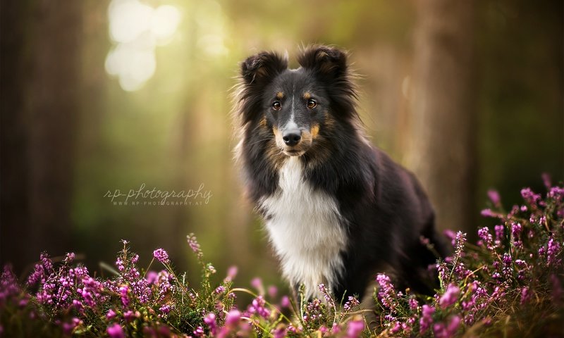 Обои цветы, взгляд, собака, друг, шелти, zelda, dackelpuppy, шетландская овчарка, flowers, look, dog, each, sheltie, shetland sheepdog разрешение 2048x1367 Загрузить