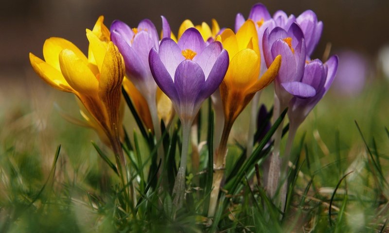 Обои цветы, весна, крокусы, боке, шафран, flowers, spring, crocuses, bokeh, saffron разрешение 2048x1349 Загрузить
